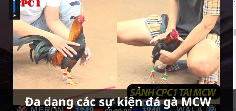 Đa dạng các sự kiện đá gà MCW