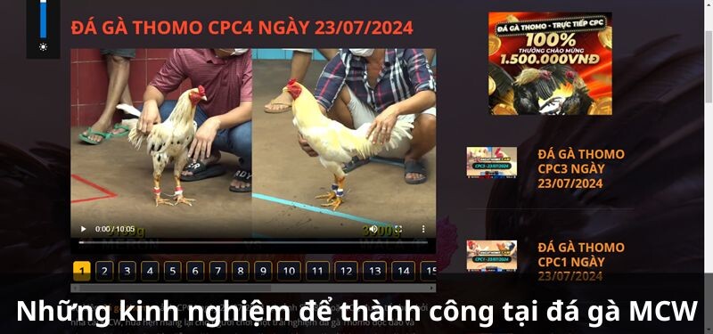 Những kinh nghiệm để thành công tại đá gà MCW